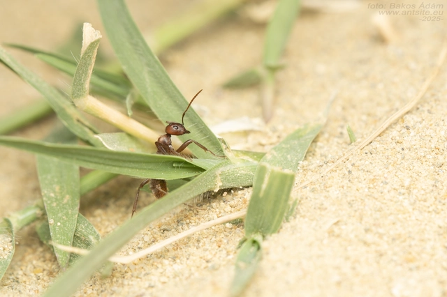 Polyergus rufescens - amazonhangya