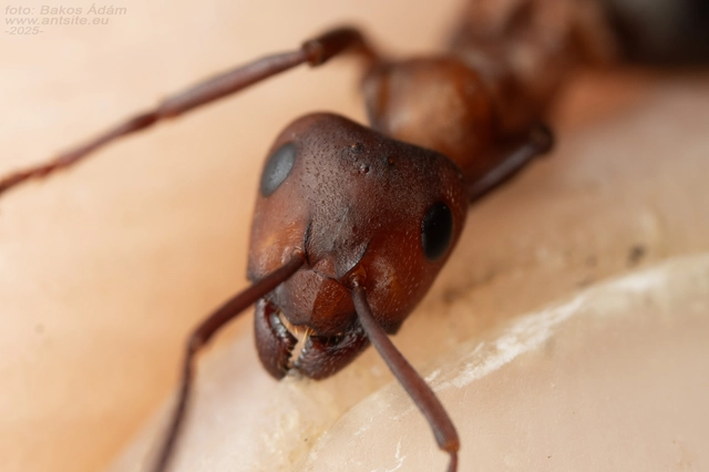 Formica sanguinea - vérvörös rablóhangya