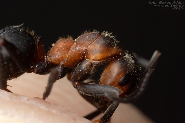 Formica pratensis - réti vöröshangya