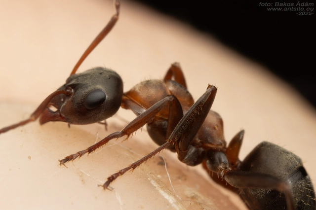 Formica rufibarbis - vörös rabszolgahangya
