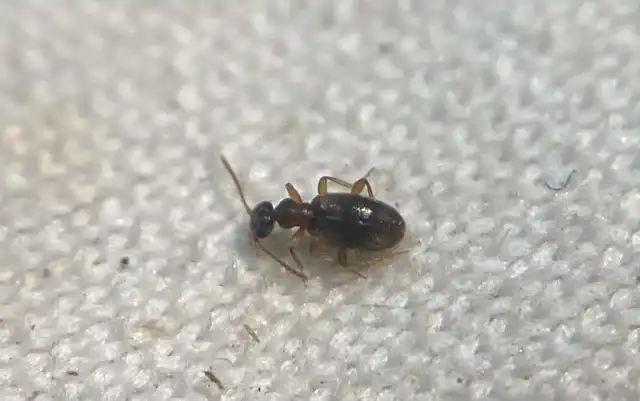 Anthicus axillaris - vállfoltos fürgebogár