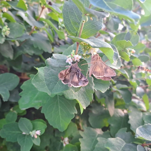 Autographa gamma - gammalepke