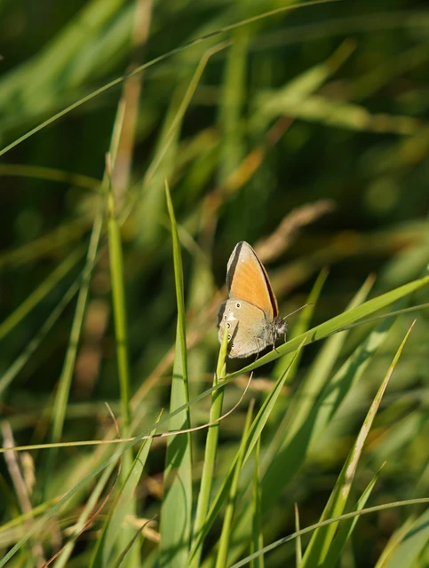 Coenonympha glycerion - közönséges szénalepke