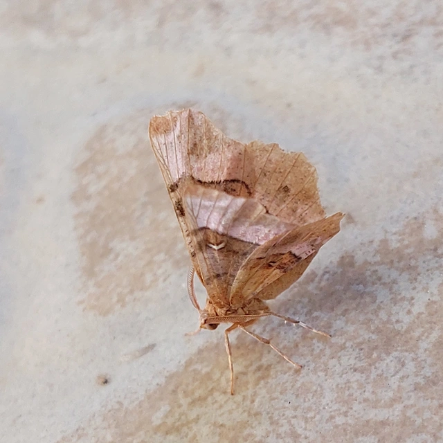 Selenia tetralunaria - négyfoltos holdasaraszoló