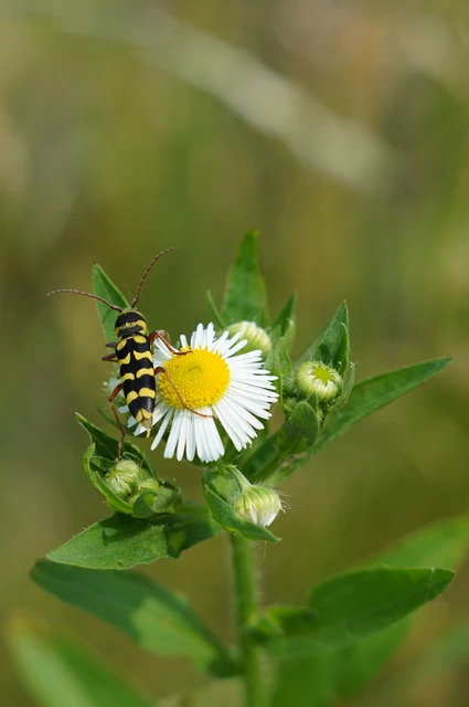Echinocerus floralis - lucerna-darázscincér