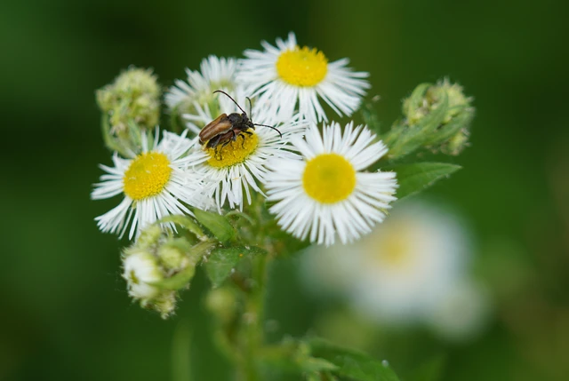 Pseudovadonia livida - barnás virágcincér