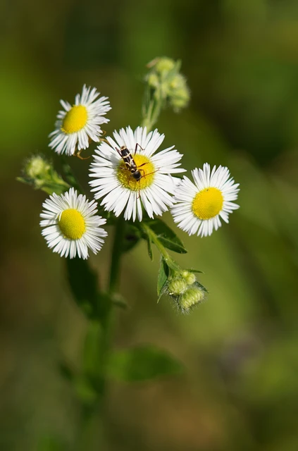 Clytus rhamni - benge-darázscincér