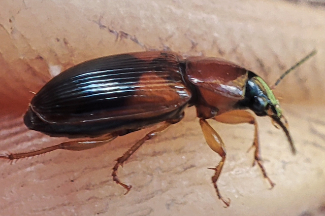 Stenolophus teutonus - nagyfoltos turzásfutó