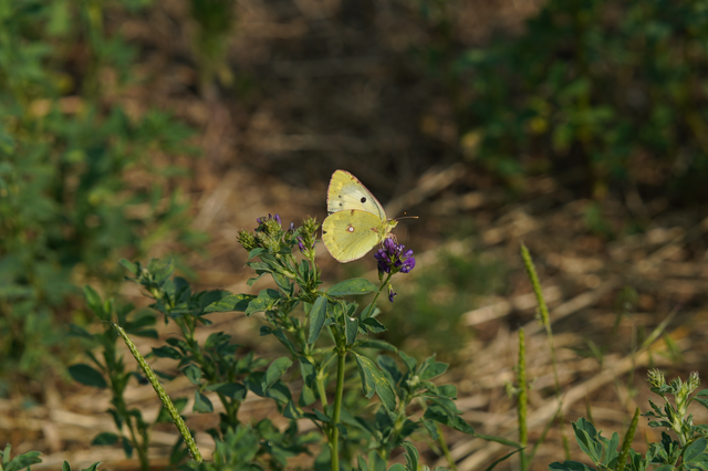 Colias croceus - sáfránylepke
