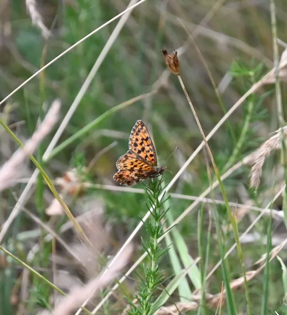 Boloria dia - kis gyöngyházlepke