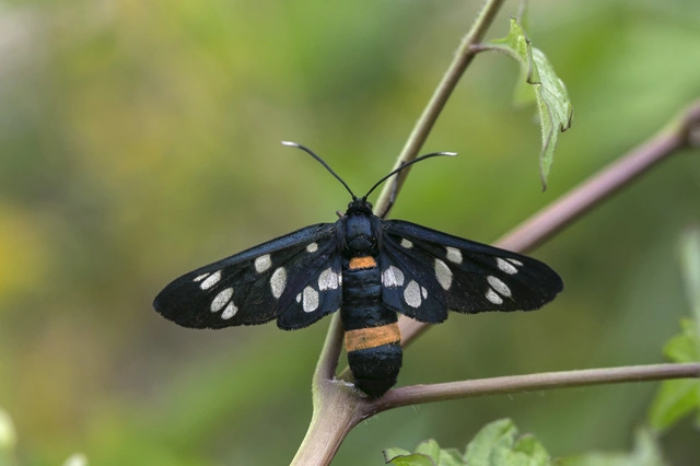 Amata phegea - fehérpettyes álcsüngőlepke