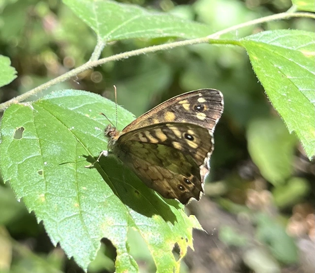 Pararge aegeria tircis - erdei szemeslepke