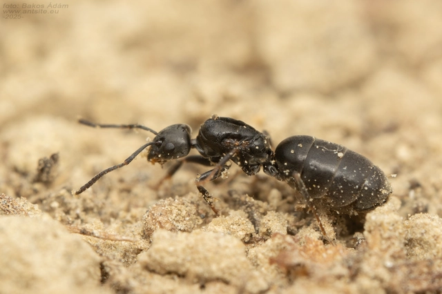 Tapinoma subboreale - ligeti kóborhangya