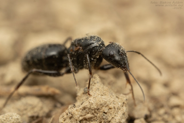Camponotus aethiops - szőrös lóhangya