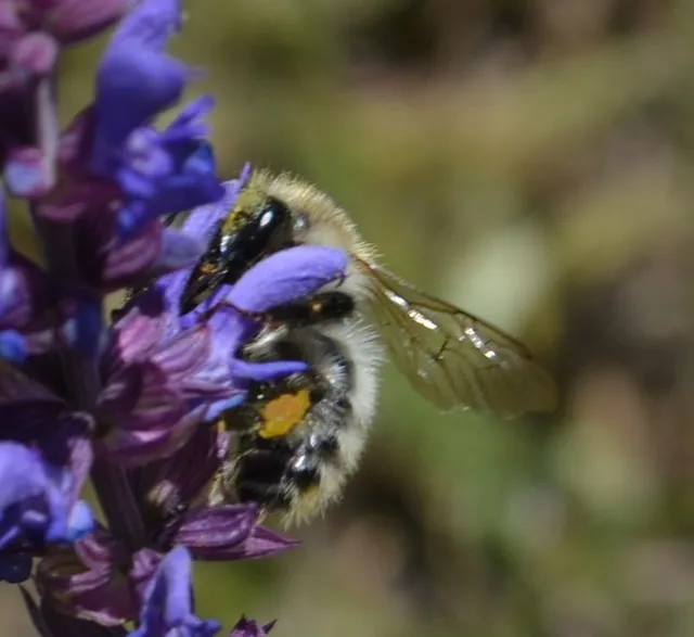 Hymenoptera - Hártyásszárnyúak Hymenoptera - Hártyásszárnyúak
