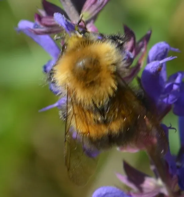 Hymenoptera - Hártyásszárnyúak Hymenoptera - Hártyásszárnyúak
