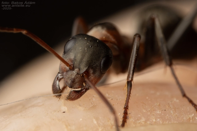 Formica cunicularia - gyakori rabszolgahangya