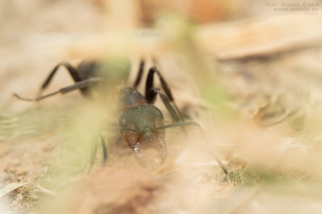 Formica pratensis - réti vöröshangya
