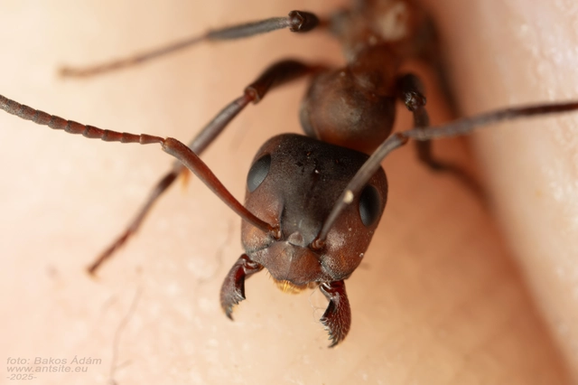 Formica sanguinea - vérvörös rablóhangya
