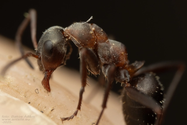 Formica cunicularia - gyakori rabszolgahangya