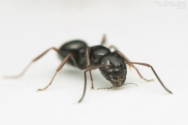 Camponotus piceus - szurkos lóhangya