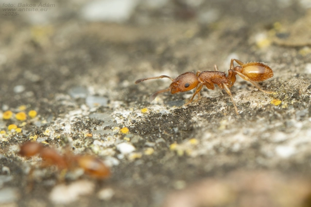Temnothorax unifasciatus - gyűrűs kéreghangya