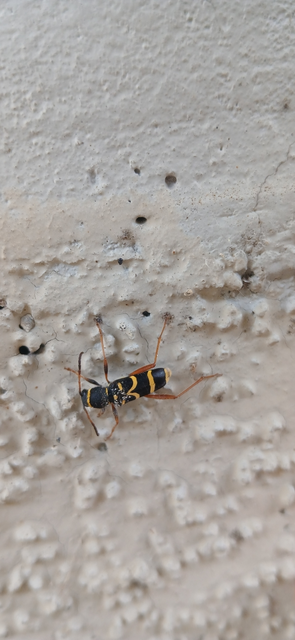 Clytus arietis - közönséges darázscincér