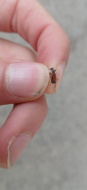Odacantha melanura - ingoványfutó