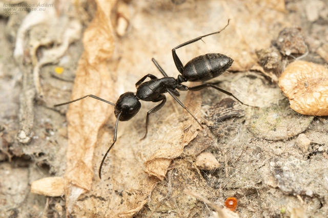 Camponotus vagus - fekete lóhangya