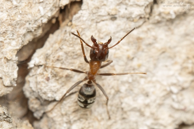 Liometopum microcephalum - tölgyfahangya
