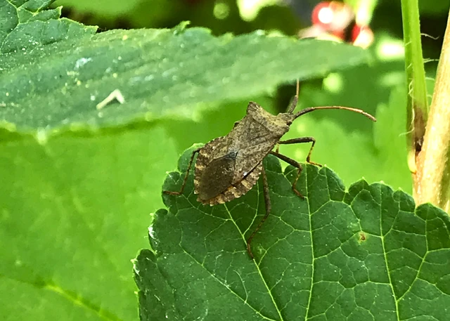 Coreus marginatus - közönséges karimáspoloska