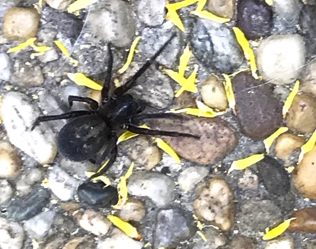 Amaurobius ferox - nagy eretnekpók