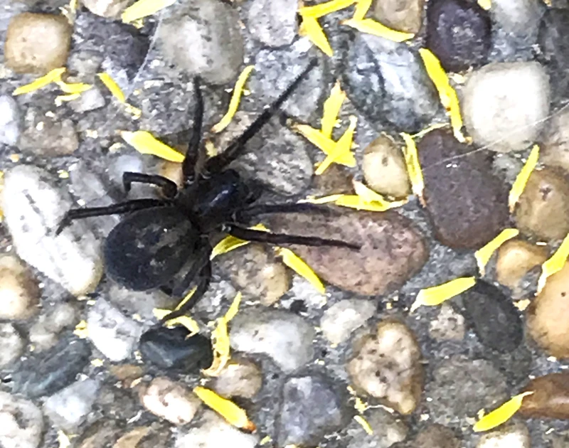 Amaurobius ferox - nagy eretnekpók