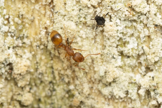 Temnothorax crassispinus - gubacslakó kéreghangya