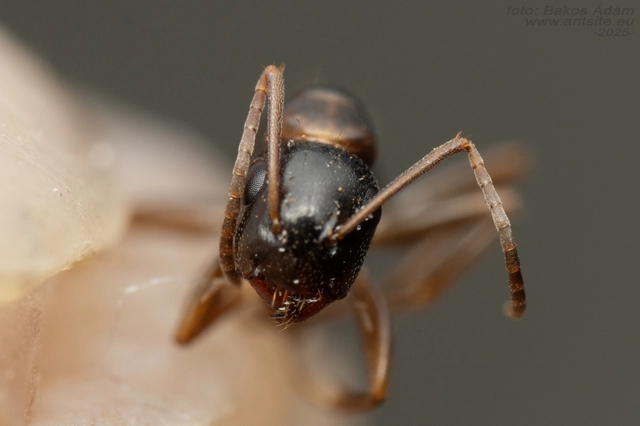 Camponotus fallax - ligeti lóhangya