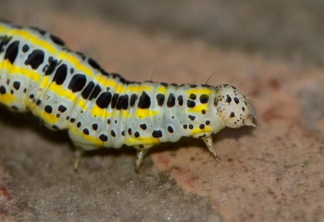 Calophasia