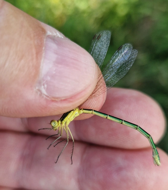 Lestes virens vestalis - kis rablószitakötő