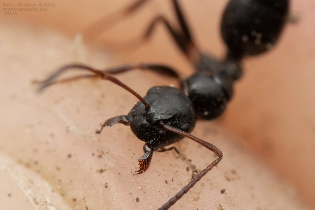 Camponotus piceus - szurkos lóhangya