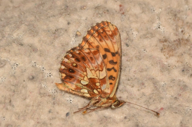 Boloria dia - kis gyöngyházlepke