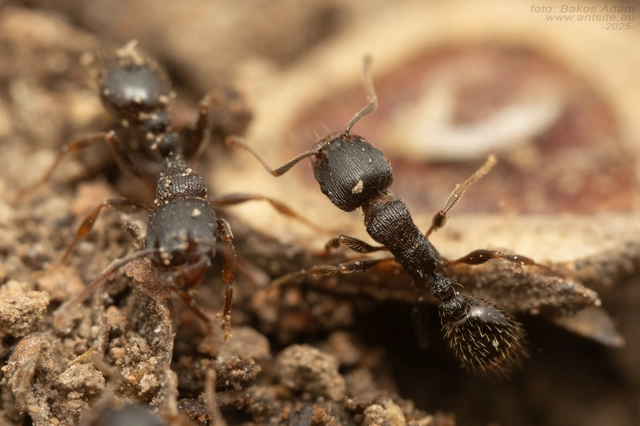 Tetramorium moravicum - morva gyepihangya