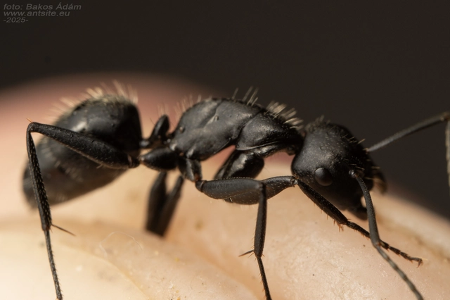 Camponotus vagus - fekete lóhangya