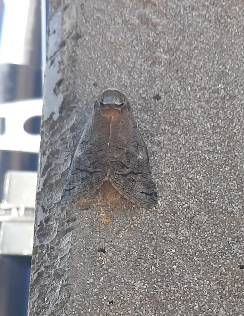 Cossus cossus - fűzfarontólepke