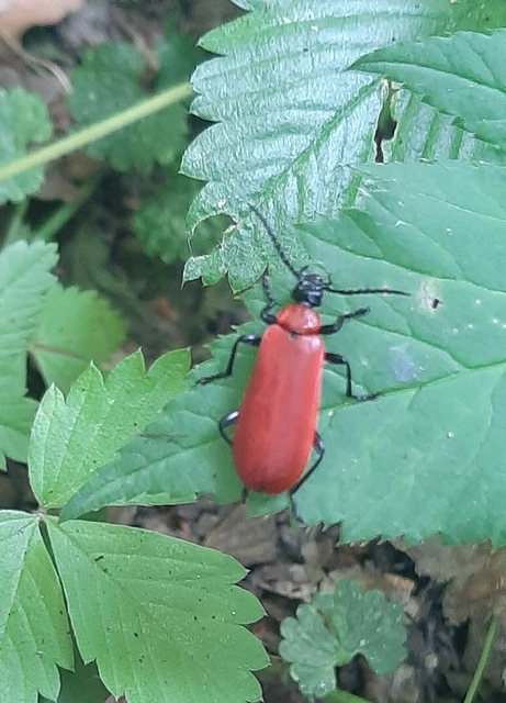 Pyrochroa coccinea - nagy bíborbogár