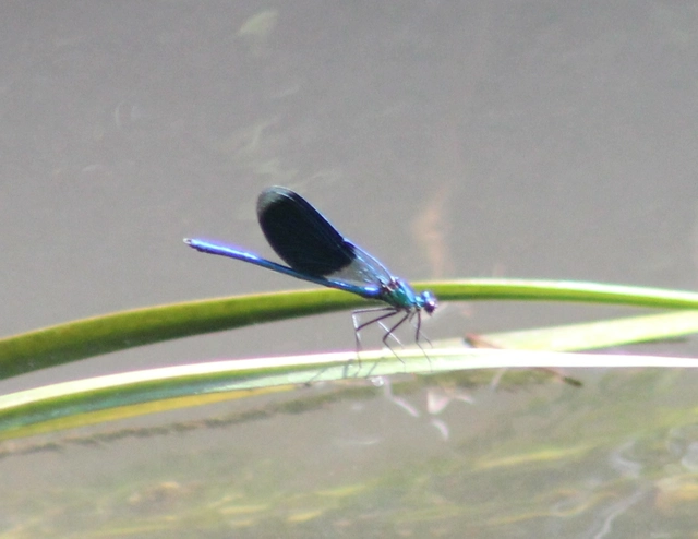 Calopteryx splendens - sávos szitakötő