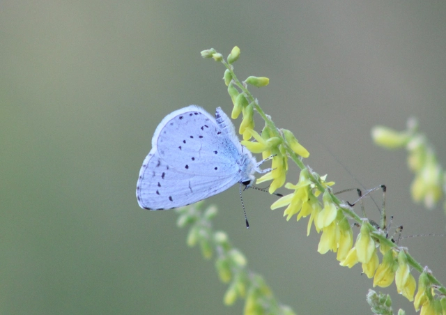 Celastrina argiolus - bengeboglárka