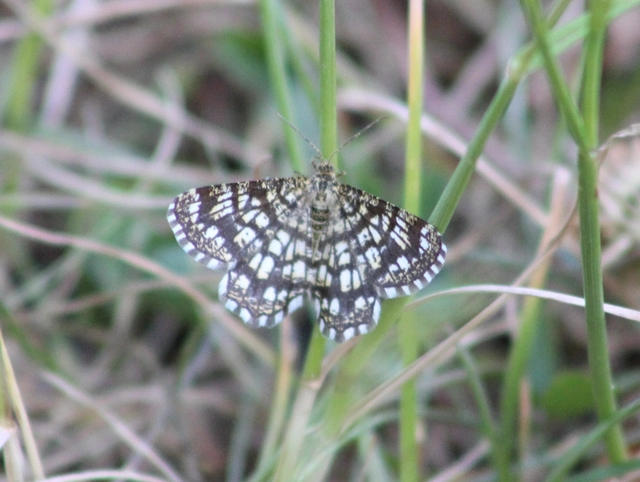 Chiasmia clathrata - rácsos rétiaraszoló