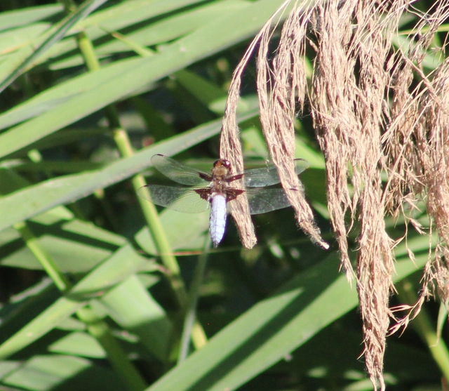 Libellula depressa - széles laposacsa