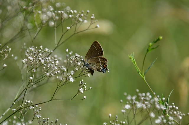 Satyrium spini - kökény-csücsköslepke