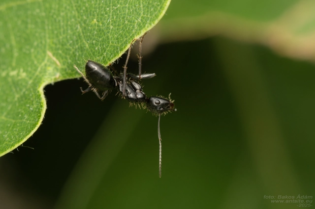 Camponotus aethiops - szőrös lóhangya
