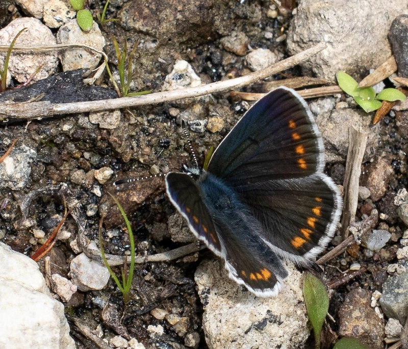 Aricia artaxerxes issekutzi - bükki szerecsenboglárka